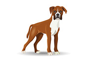Boxer dog full length vector illustration isolated on white