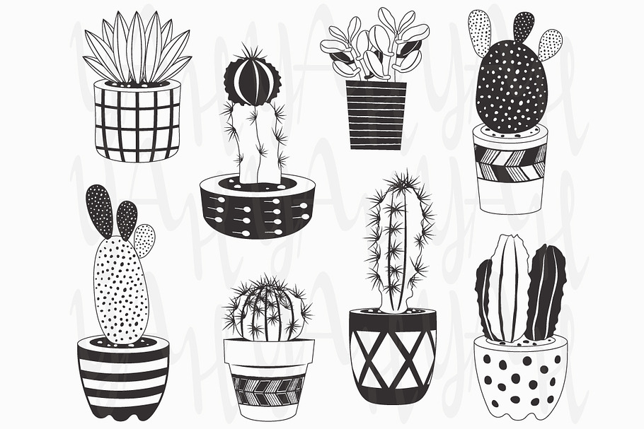 Hand draw Cactuses Collections