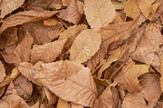 Chestnut leaves on the ground