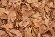 Chestnut leaves on the ground