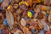 Autumm: dead leaves on the ground