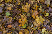 Autumm: dead leaves on the ground