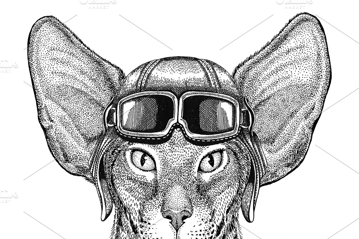 Oriental cat with big ears wearing leather helmet Aviator, biker, motorcycle Hand drawn illustration for tattoo, emblem, badge, logo, patch in Illustrations - product preview 8