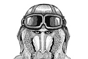 Monkey, baboon, dog-ape, ape wearing leather helmet Aviator, biker, motorcycle Hand drawn illustration for tattoo, emblem, badge, logo, patch