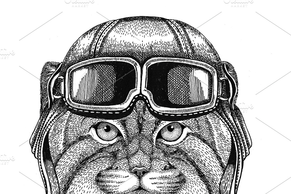 Wild cat Manul wearing leather helmet Aviator, biker, motorcycle Hand drawn illustration for tattoo, emblem, badge, logo, patch in Illustrations - product preview 8