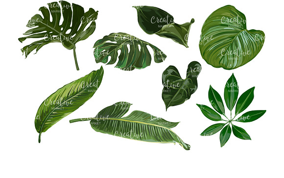 Tropical Green Vector Collection in Illustrations - product preview 2