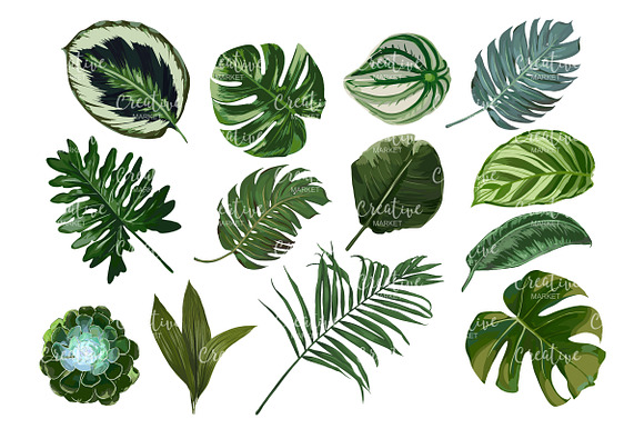Tropical Green Vector Collection in Illustrations - product preview 3