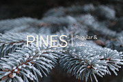Pines Regular & Pines Italic
