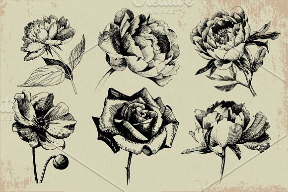 Ink flower peony, roses, poppy in Illustrations - product preview 1