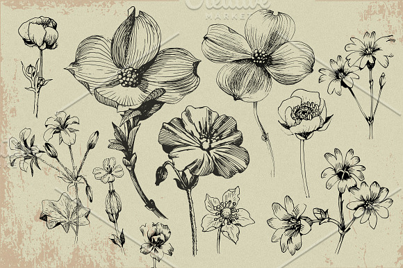 Ink flower peony, roses, poppy in Illustrations - product preview 2