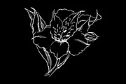 Alstroemeria flower sketch vector