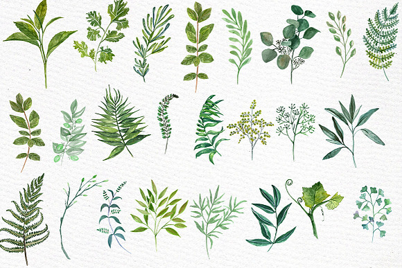 Watercolor Ferns Clipart in Illustrations - product preview 1