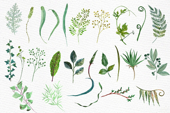 Watercolor Ferns Clipart in Illustrations - product preview 2