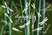 Dragonflies.