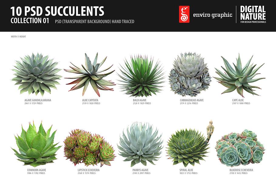 10 PSD Succulents Collection 1