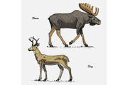 moose or eurasian elk and stag or deer, hand drawn, engraved wild animals in vintage or retro style, zoology set