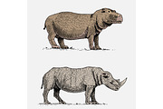 hippopotamus and black or white rhinoceros hand drawn, engraved wild animals in vintage or retro style, african zoology set