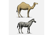 camel and zebra hand drawn, engraved wild animals in vintage or retro style, african zoology set