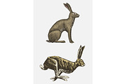 Rabbit or hare sitting and running hand drawn, engraved wild animals in vintage or retro style, zoology set european