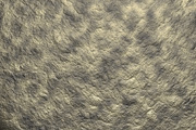 Gray rocky texture