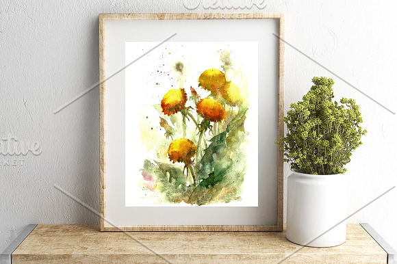 SALE Watercolor dandelion flowers in Illustrations - product preview 1