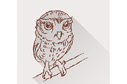 Drawing of little owl