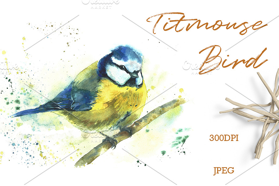 SALE! Watercolor titmouse bird in Illustrations - product preview 8