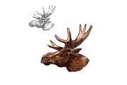Moose elk muzzle profile vector isolated sketch
