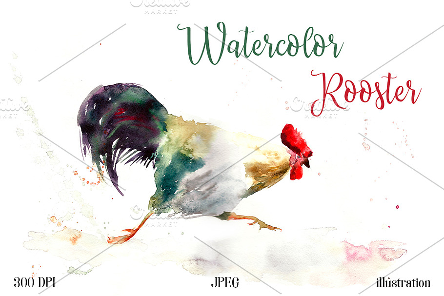 SALE Watercolor rooster illustration in Illustrations - product preview 8