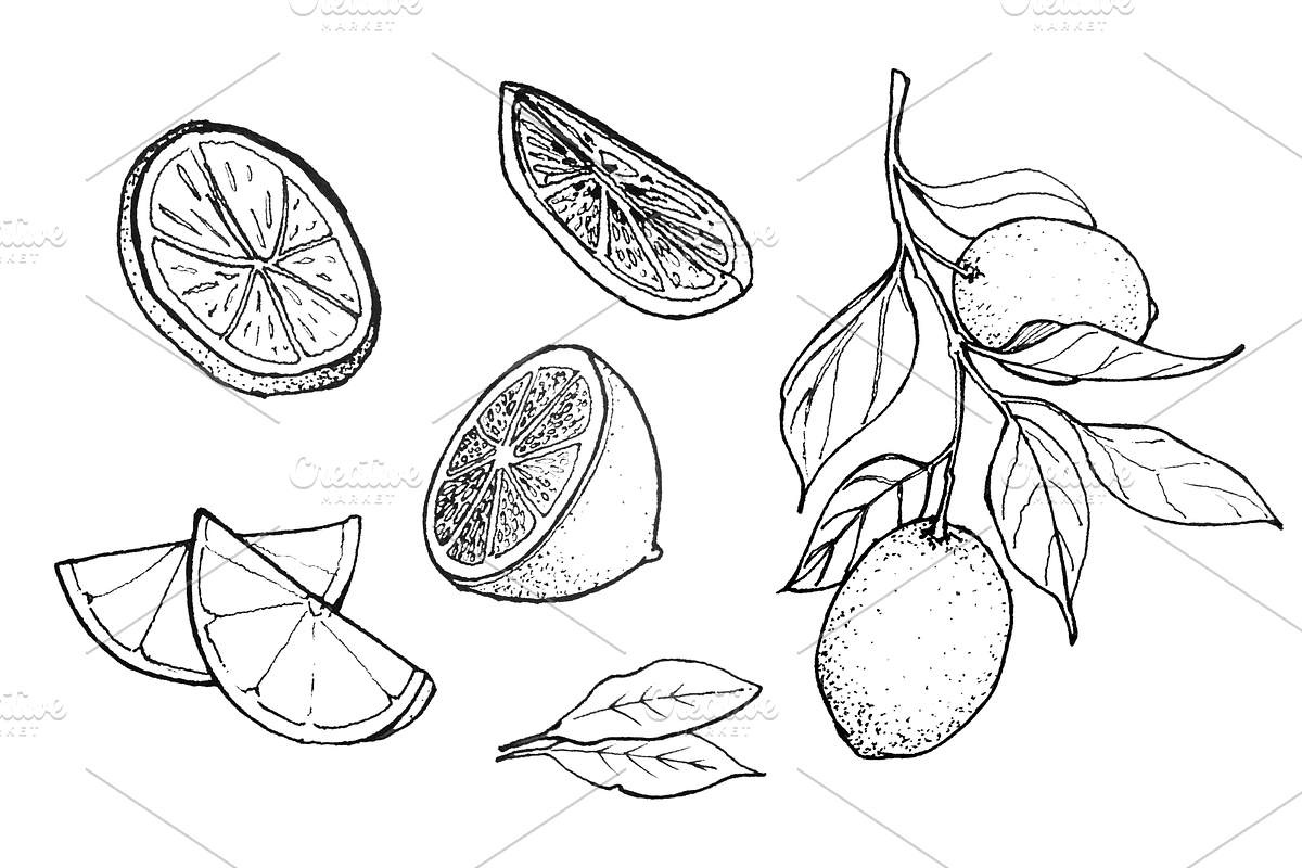 Hand-drawn Lemon Illustration, B&W in Illustrations - product preview 8