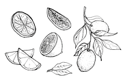 Hand-drawn Lemon Illustration, B&W
