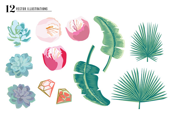 SALE! Palm Succulent Illustrations in Illustrations - product preview 2