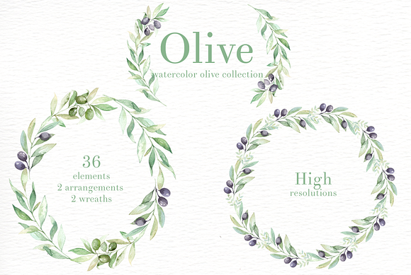 Olive Watercolor clipart in Illustrations - product preview 3