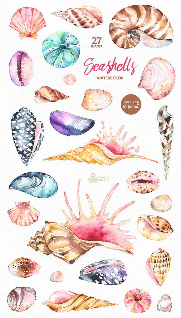 Seashells. Watercolor collection in Objects - product preview 1