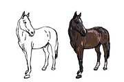Drawing of elegance horse