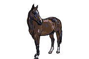 Drawing of elegance horse
