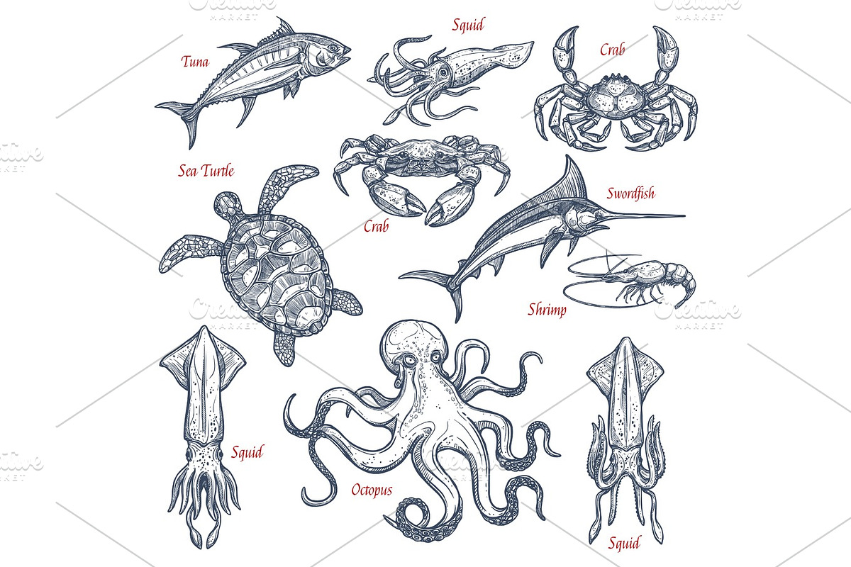 Sea animal isolated sketch set of seafood and fish in Illustrations - product preview 8