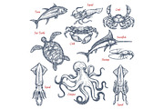 Sea animal isolated sketch set of seafood and fish