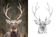 Deer portrait drawn pencil