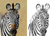 Zebra portrait drawn pencil
