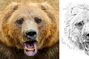 Bear portrait drawn pencil