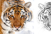 Tiger portrait drawn pencil