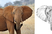 Elephant portrait drawn pencil