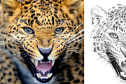 Leopard portrait drawn pencil