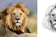 Lion portrait drawn pencil
