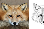 Fox portrait drawn pencil