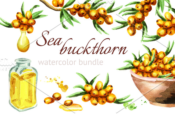 Sea buckthorn. Watercolor
