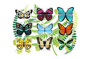 Tropical Butterflies Spescies Illustrations Set