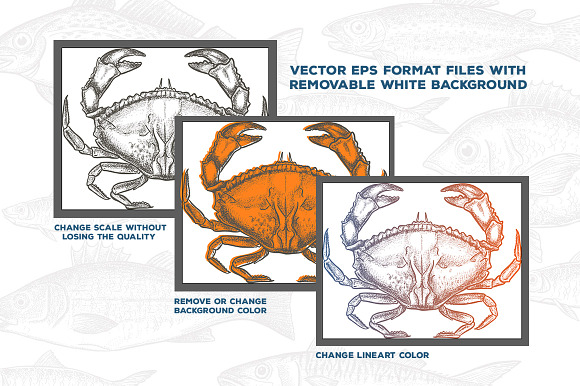 Seafood Illustrations in Illustrations - product preview 3