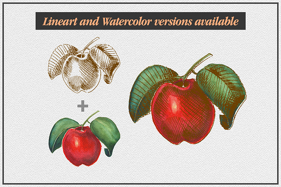 Watercolor Fruits Pack in Illustrations - product preview 3
